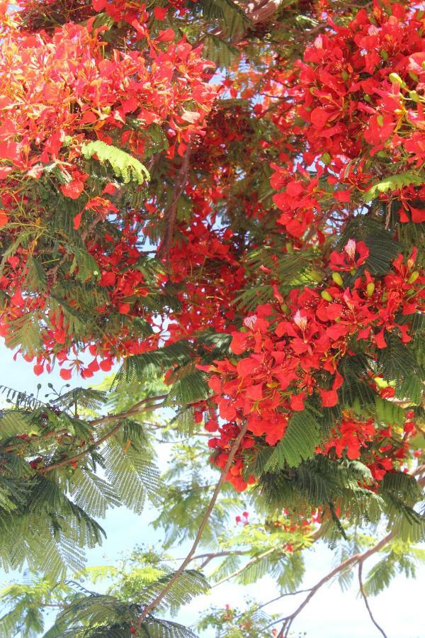 Jardines Canarios ลอส กริสเตียนอส ภายนอก รูปภาพ